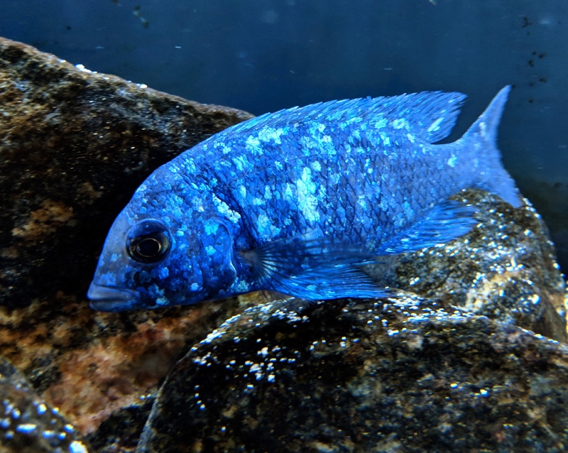 Placidochromis sp. 'phenochilus tanzania'